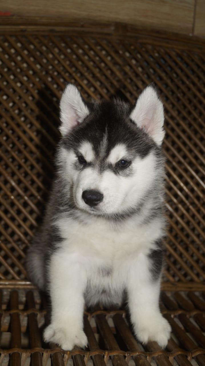 Image of Siberian husky posted on 2022-03-13 14:06:50 from Noida